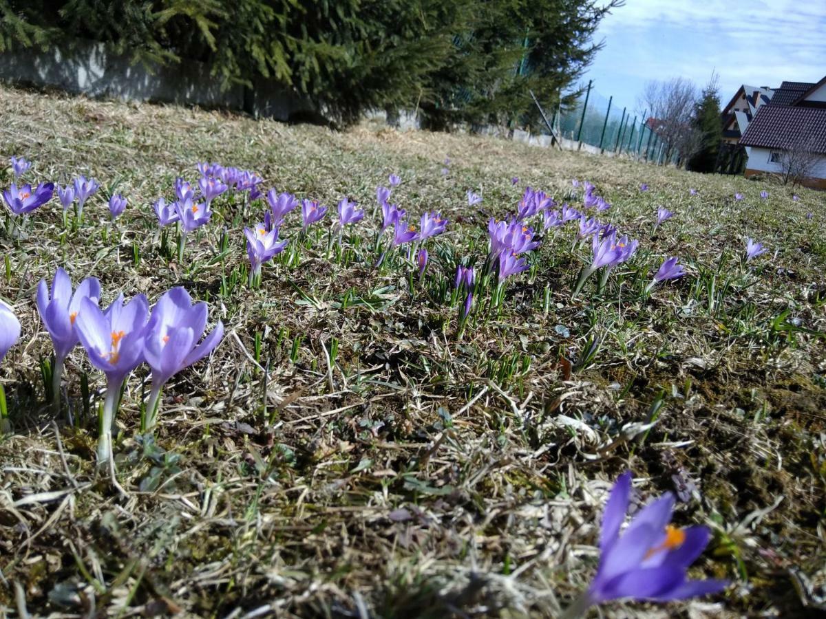 Czarna Jagoda Czarna Góra Dış mekan fotoğraf
